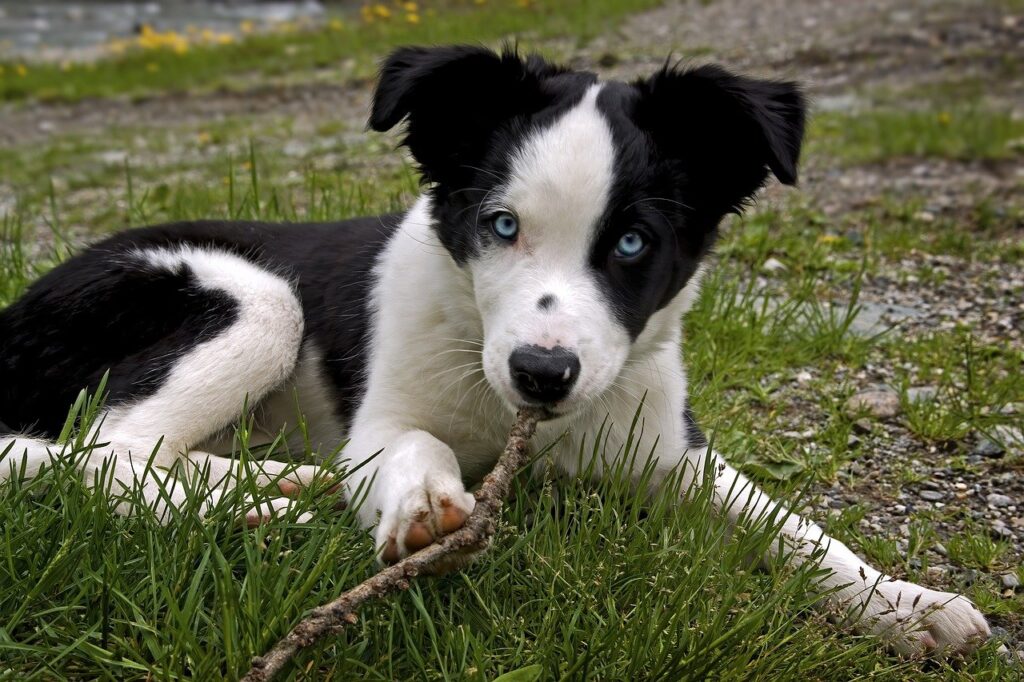 dog, border collie, puppy-7847460.jpg