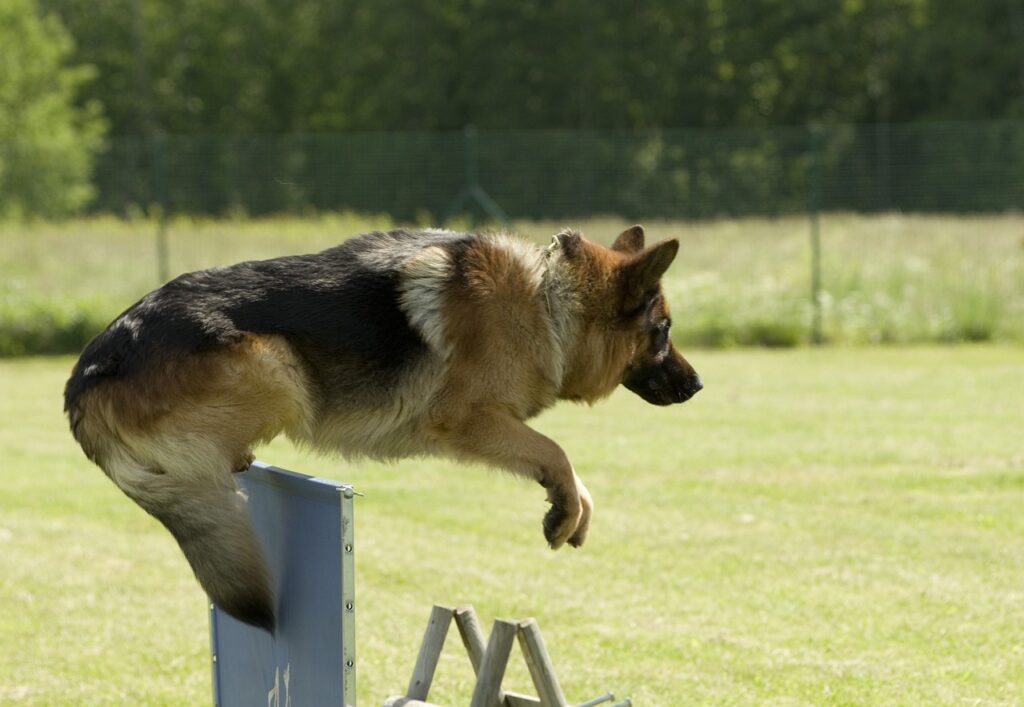 dog, german shepherd, jumping-826804.jpg