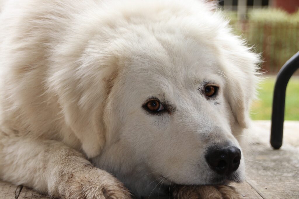 Maremma Sheepdog puppies for sale