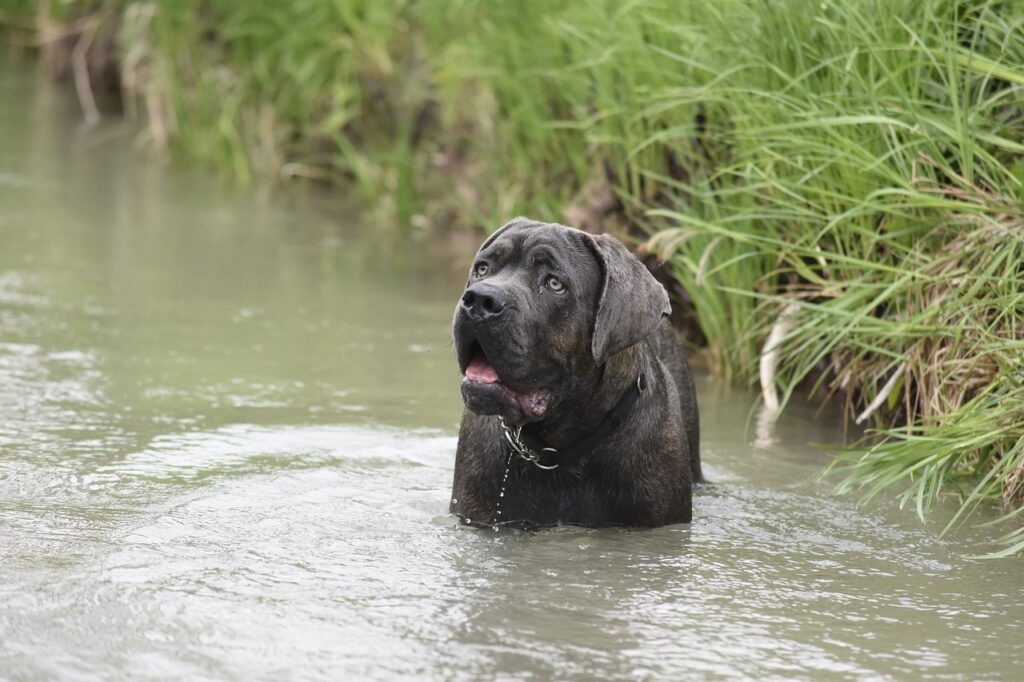 dog, nature, cane corso-3925841.jpg