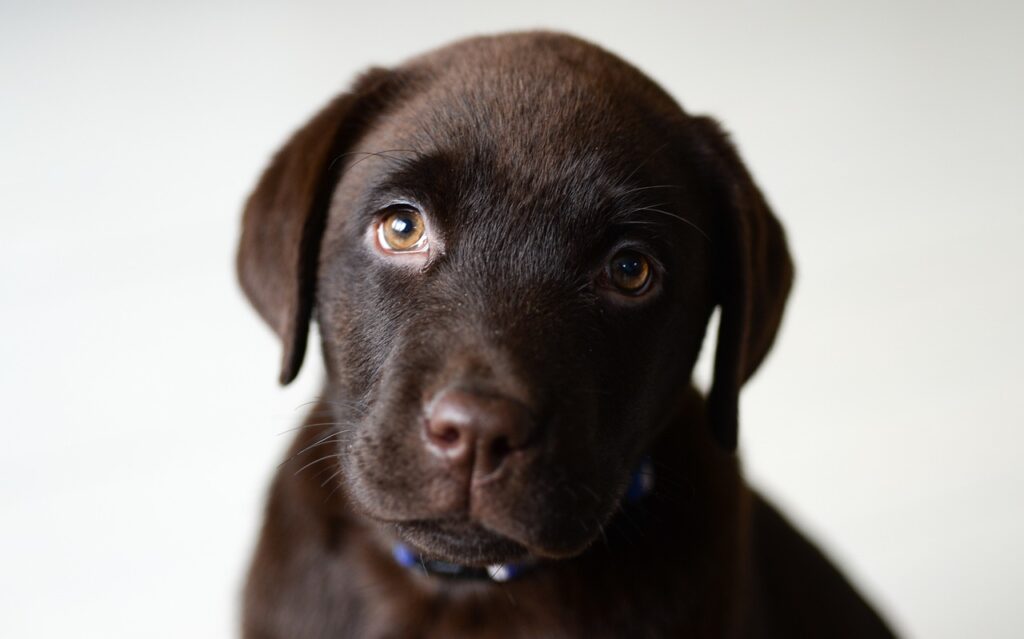 Labrador Retriever puppies for sale