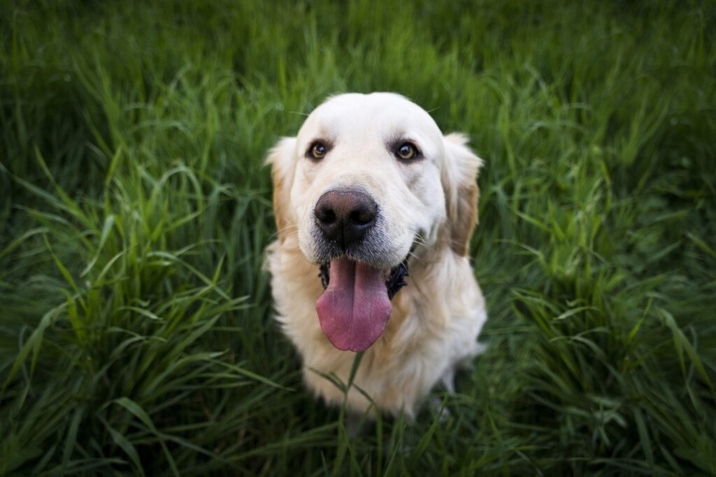 dog, pet, animal-1839808.jpg