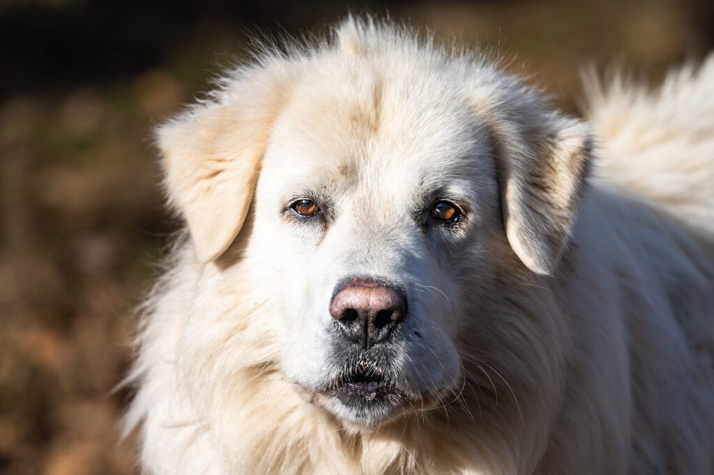 Maremma Sheepdog puppies for sale