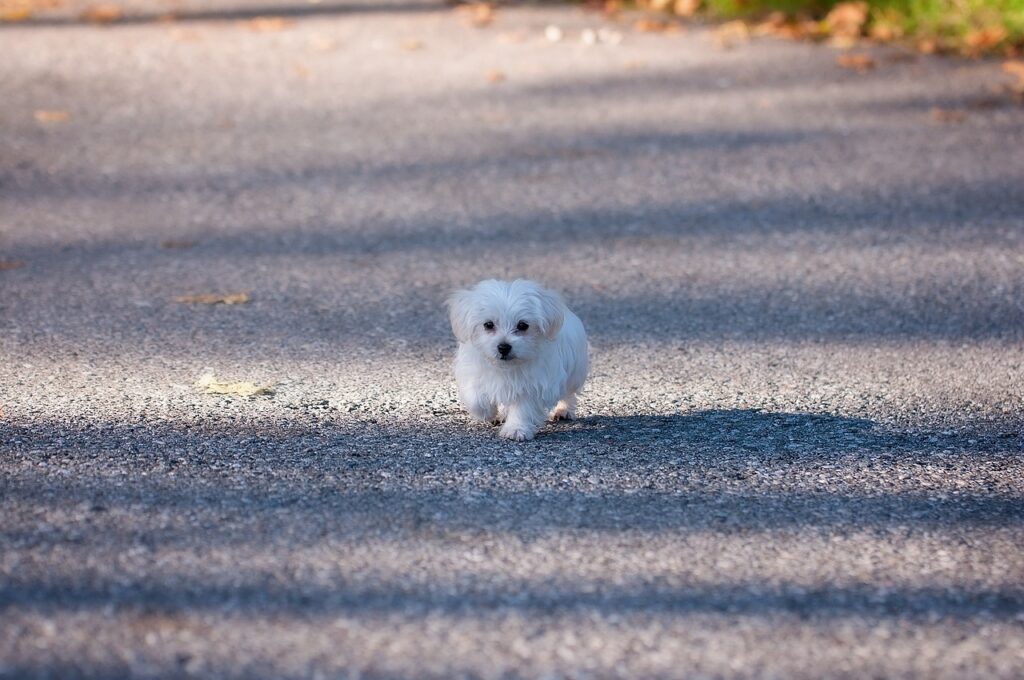 Maltese puppies for sale