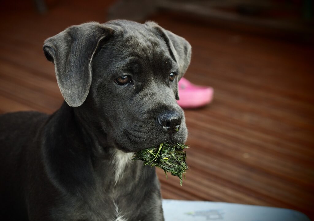 dog, puppy, animal-428022.jpg