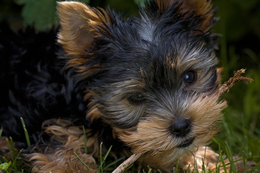 Affen Terrier puppies for sale