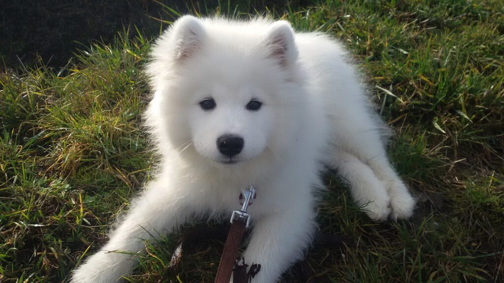 Samoyed puppies for sale