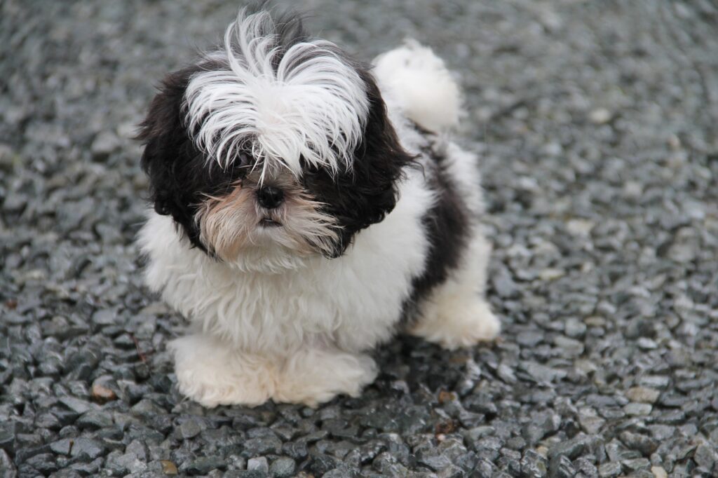 dog, puppy, shih tzu-7209095.jpg