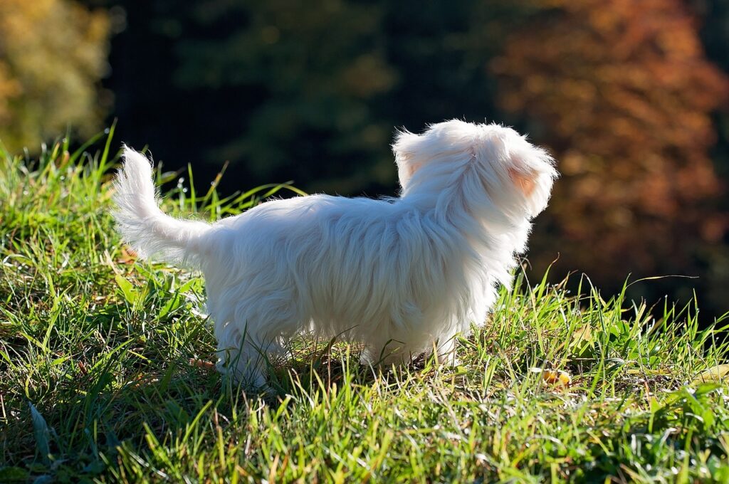 Maltese puppies for sale