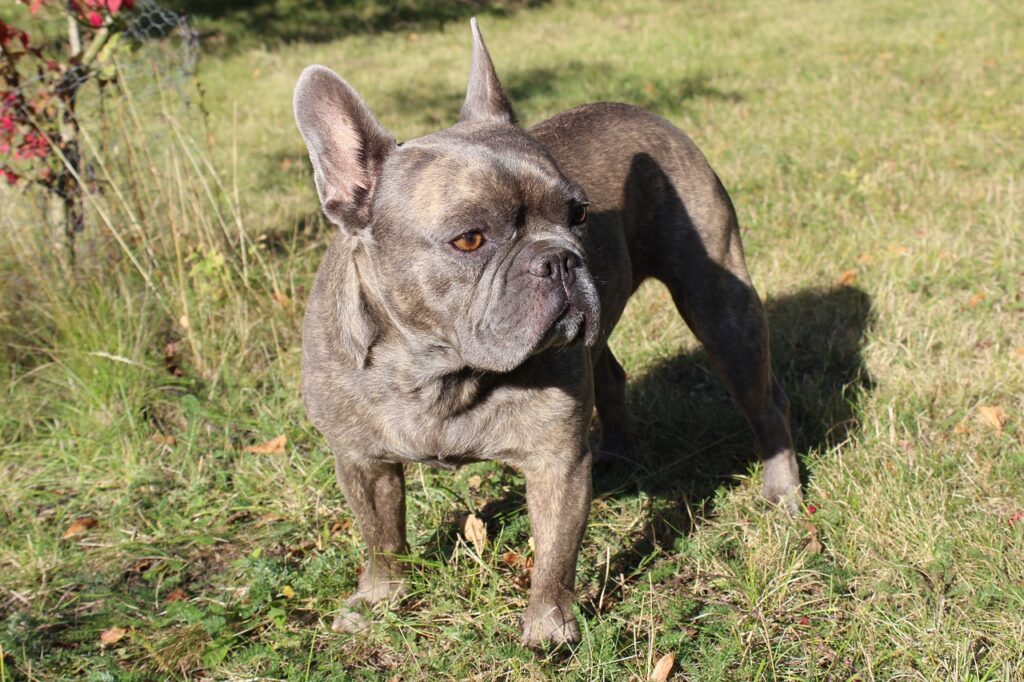 French Bulldog puppies for sale