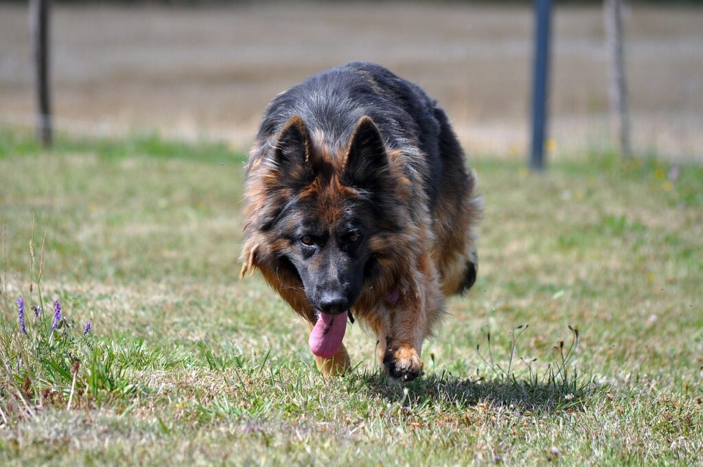 german shepherd, dog, lawn-7377948.jpg