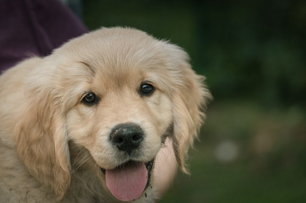 golden retriever, pet, puppy-7412806.jpg