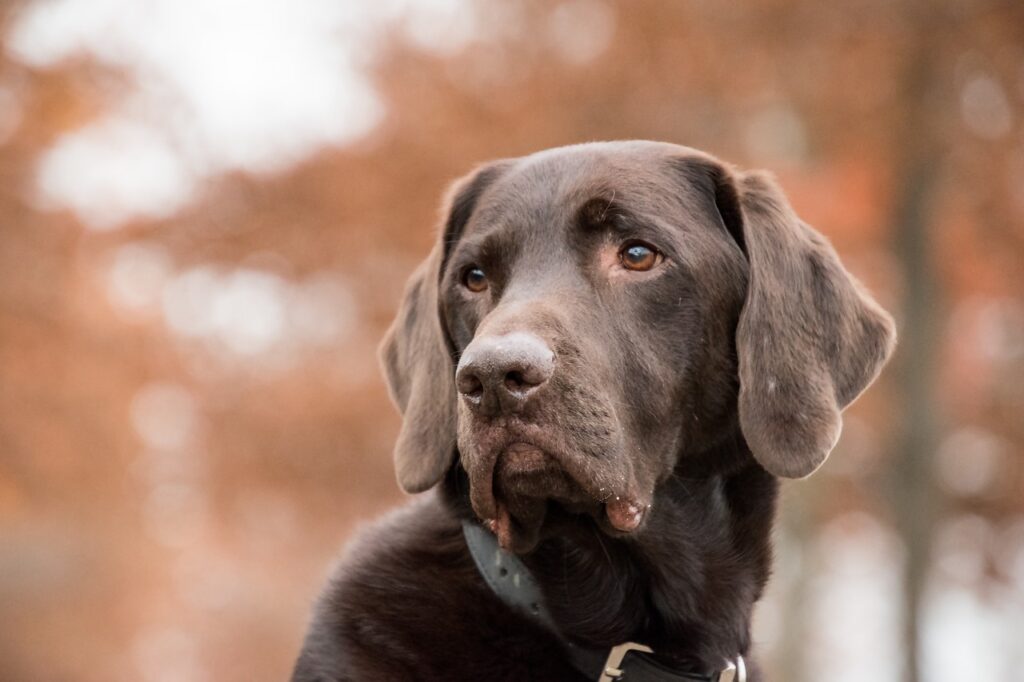 Labrador Retriever puppies for sale