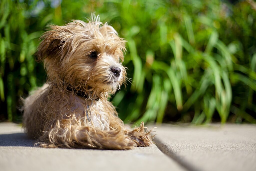 maltipoo, shake, relax-1222368.jpg
