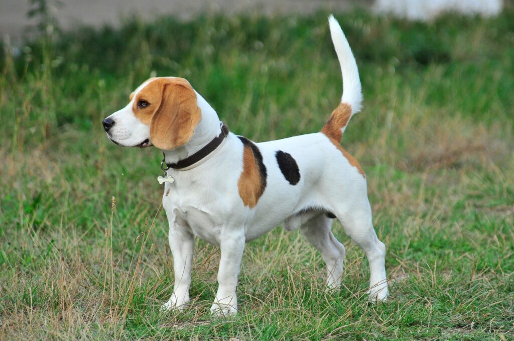 Beagle puppies for sale