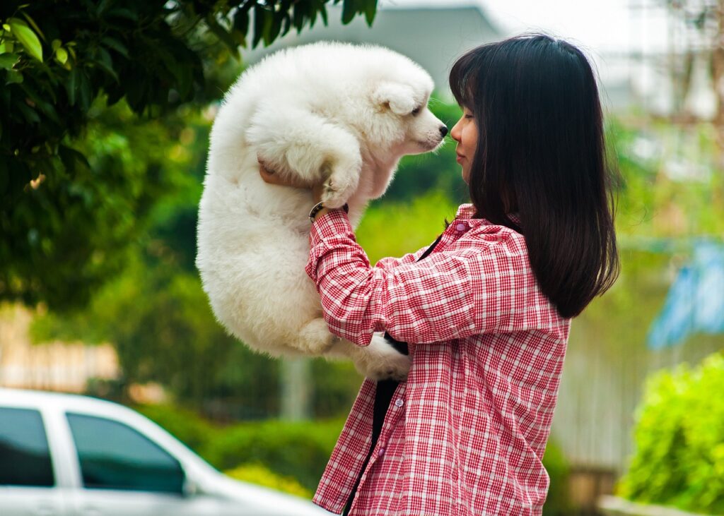 Samoyed puppies for sale