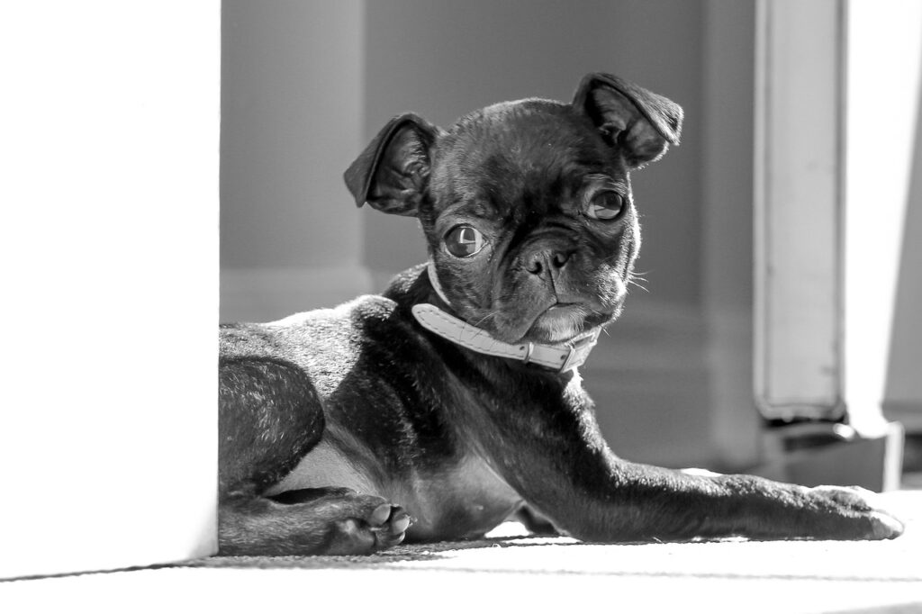 Boston Terrier puppies for sale