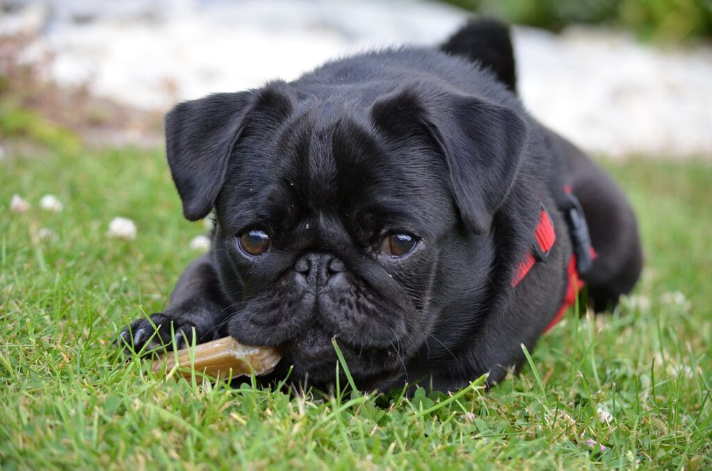 Pug puppies for sale