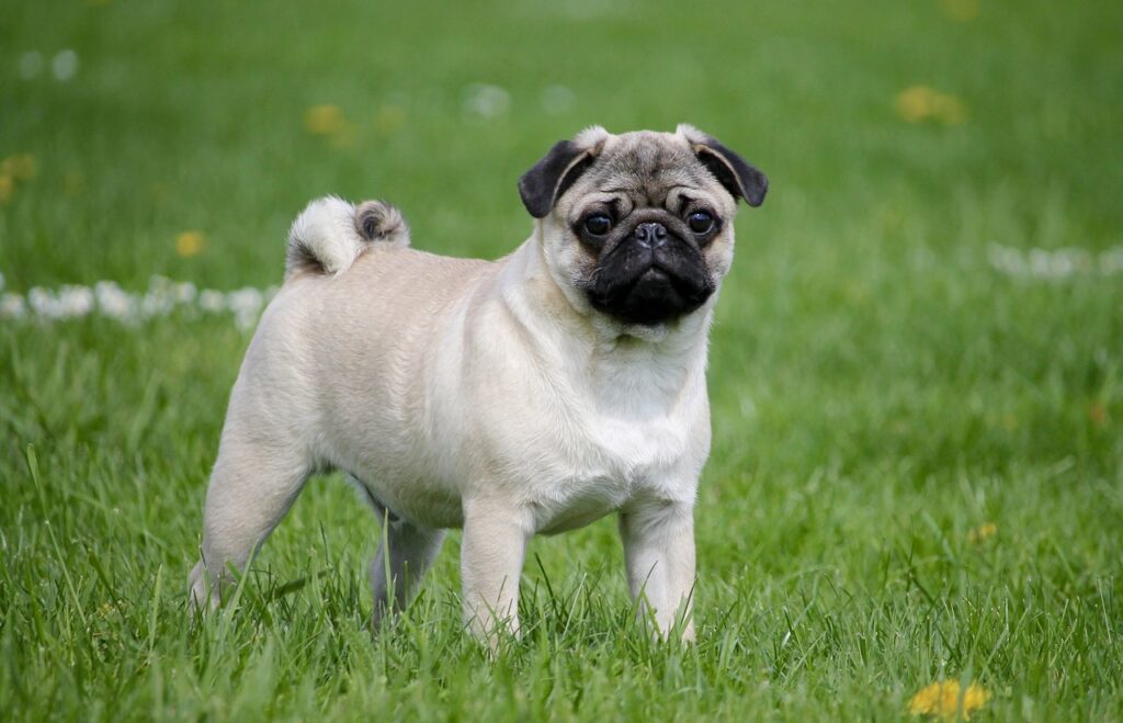 Pug puppies for sale