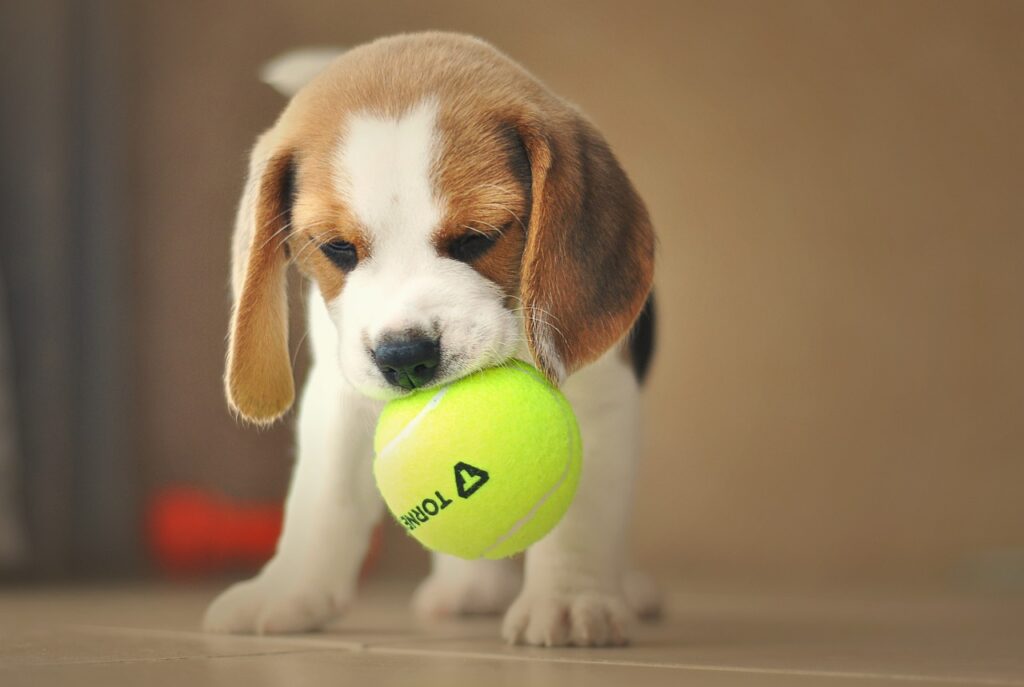 Beagle puppies for sale