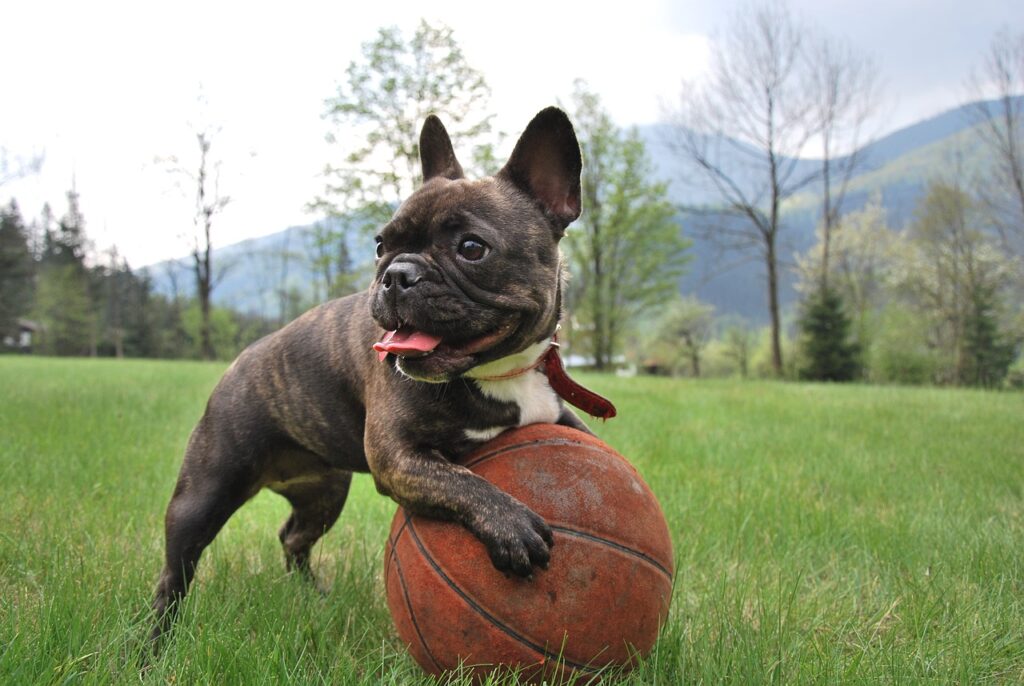 French Bulldog puppies for sale