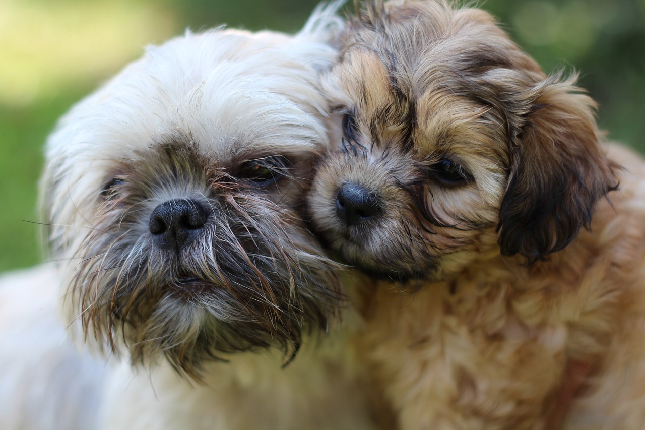 puppy, mama and puppy, cute-4682515.jpg