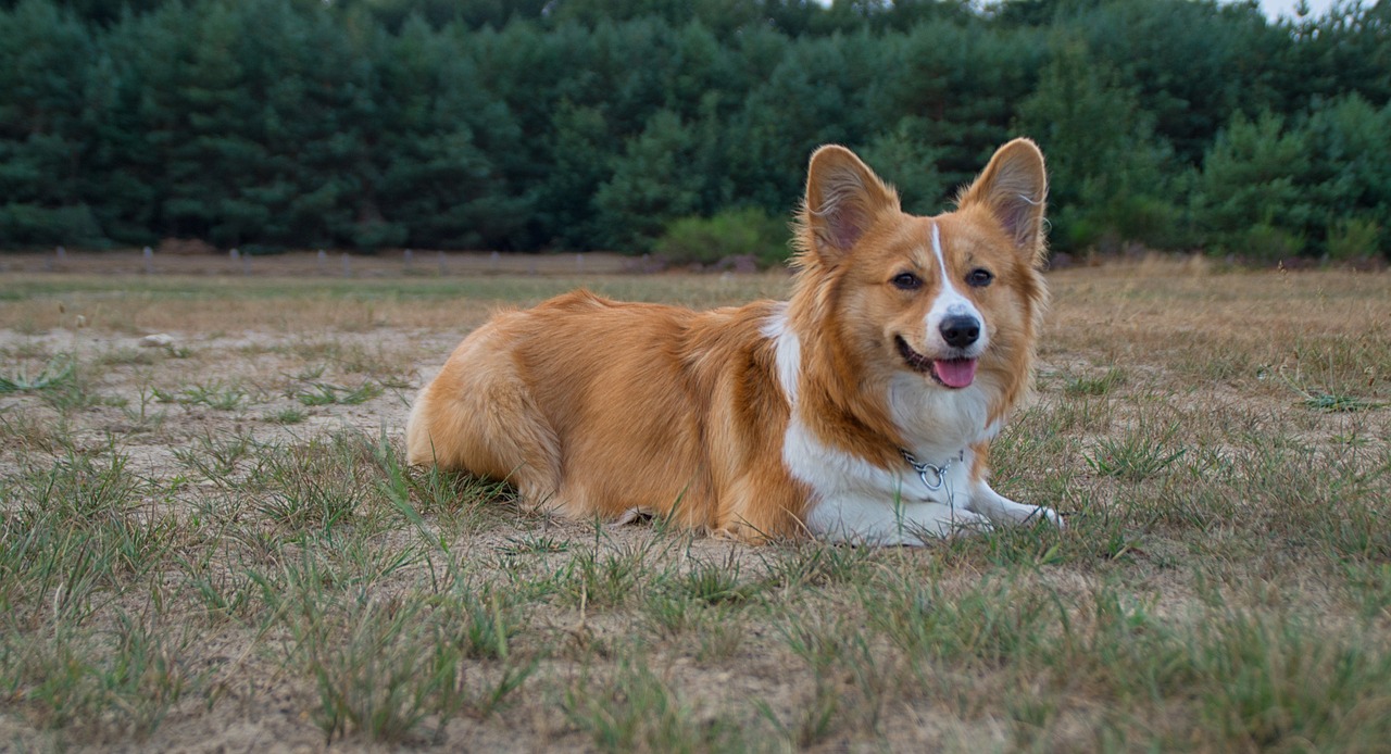 American Corgi Puppies For Sale: Finding the Best Match
