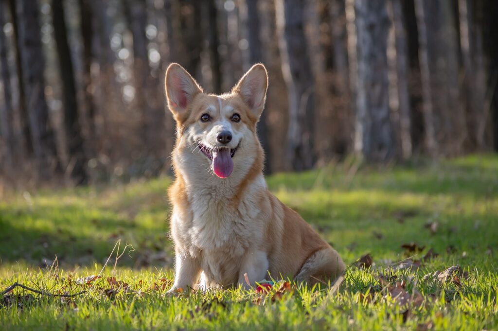 American Corgi puppies for sale