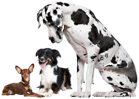 Image of large and small dogs