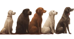 Image of dogs line