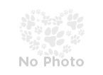 Small Photo #1 Australian Kelpie Puppy For Sale in Von Ormy, TX, USA