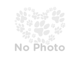 Image of American Boston Bull Terrier Breed