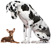 Image of large and small dogs
