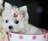 Image of a puppy in a teacup