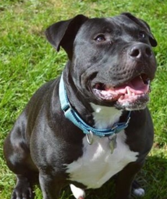 View Ad: American Pit Bull Terrier Mix Dog for Adoption, Michigan, Livonia
